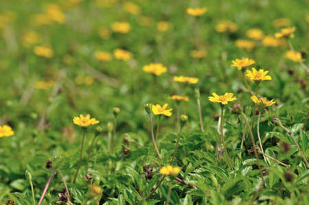 Yellow sulfur cosmos flowers in the garden の写真素材