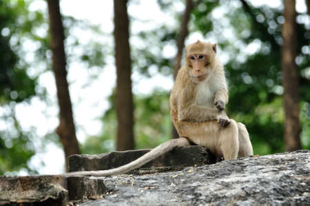Long-tailed macaque monkey looking for ticks and lice at the temple in Saraburi, Thailand の写真素材