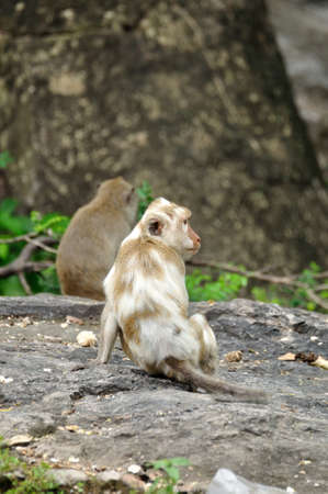 Albino piebald long-tailed macaque monkey in the forest, Thailand 