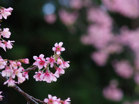 Thai sakura flower in black background   
