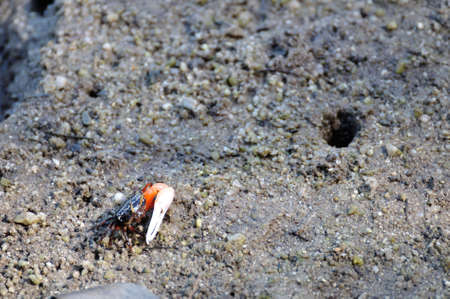 Fiddler crab in mangrove forest, Thailand.の写真素材