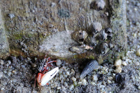 Fiddler crab in mangrove forest, Thailand.