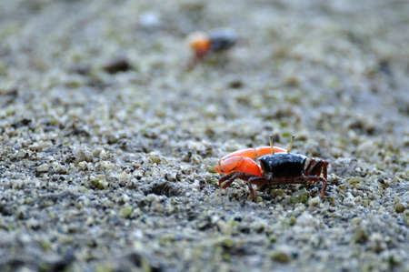 Fiddler crab in mangrove forest, Thailand.の写真素材