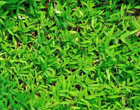 Texture of green glass.の写真素材