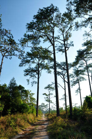 Pine tree in blue sky at Phu Kradueng National Park, Thailand  