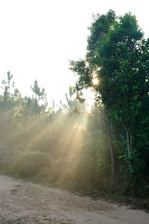 Morning light shines on the forest at Phu Kradueng National Park, Thailand 