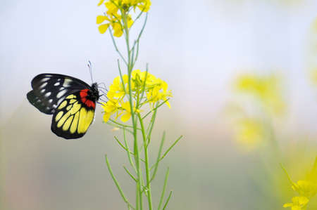 Butterfly on yellow sun hemp flower の写真素材