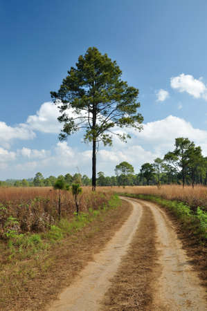 Savanna meadow and pine forest at Thung Salaeng Luang National Park, Thailand の写真素材