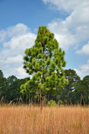 Pine tree which has savanna meadow as foreground at Thung Salaeng Luang National Park, Thailand  の写真素材