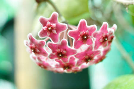 Red hoya flowers の写真素材