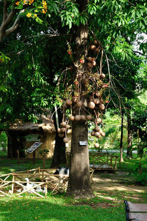 Couroupita tree at the park, Thailand 