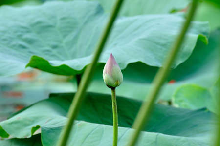 Lotus bud in a pond の写真素材
