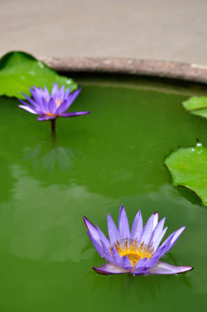 Two purple lotus in green water の写真素材