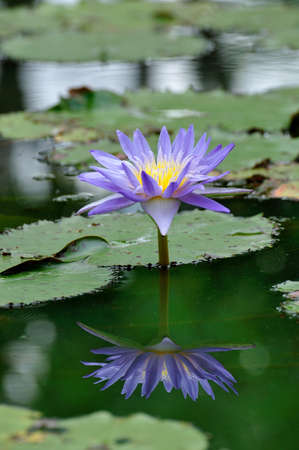 Purple waterlily with reflection in the pool の写真素材