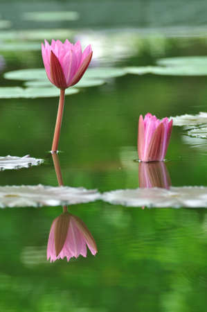 Pink waterlily lotus with reflection on the pond の写真素材