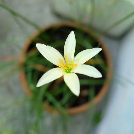 White rain lily flower in top view   Zephyranthes 