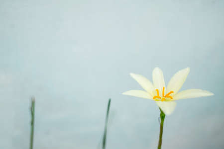 White rain lily flower  Zephyranthes  in vintage style  