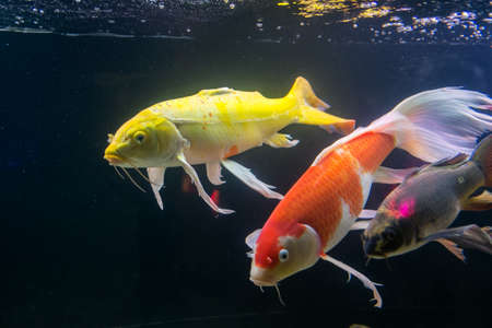 Buttery Koi or Cyprinus carpio fish in the Thai aquarium.の写真素材
