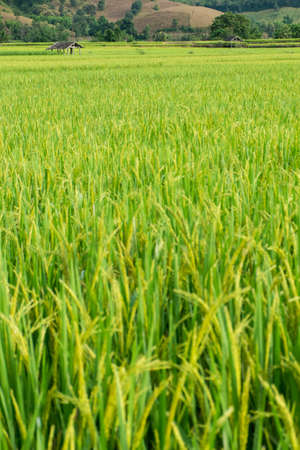 Rice terrace field in countryside at Mae Chaem, Thailand の写真素材