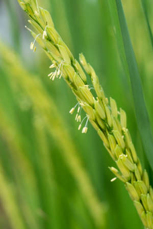 Close up shot of Rice field の写真素材