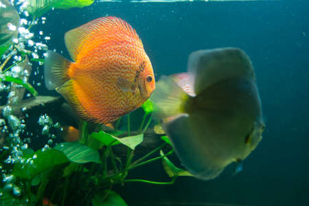 Discus or Symphysodon fish in aquarium の写真素材