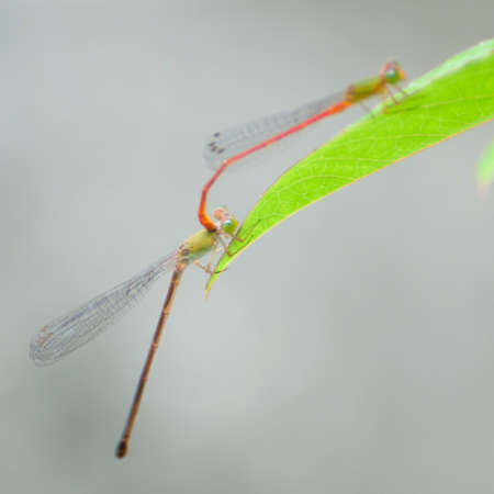 two dragonfly matingの素材