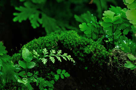Bracken fern in the garden 