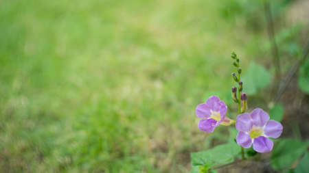 Violet ganges primrose flowers の写真素材
