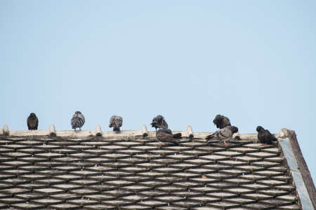 The pigeon stand on the finial of temple の写真素材