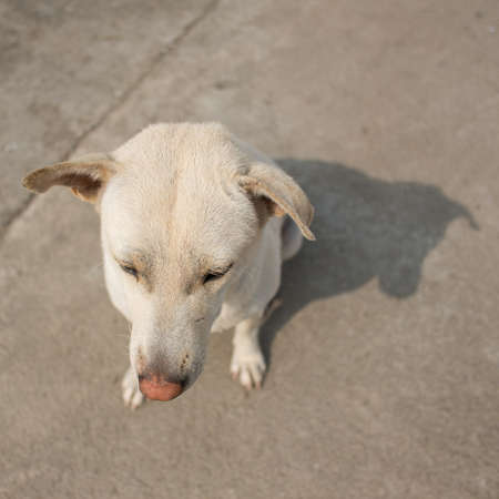 White dog sunbathe with sunlight in the winter 