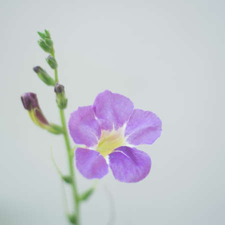 Violet ganges primrose flowers 
