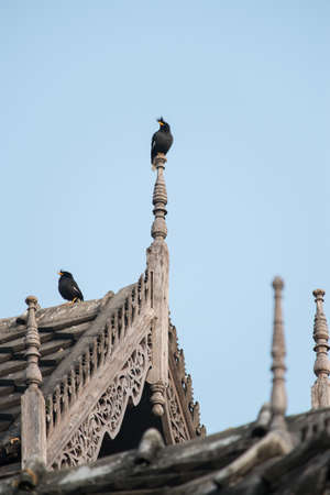 The Myna bird stand on the finial of temple 