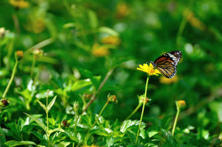 Common tiger butterfly swarms on yellow sulfur cosmos flower in the field  の写真素材