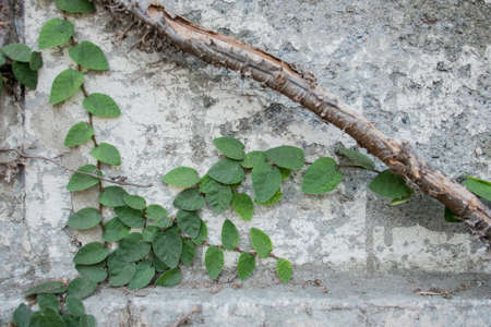 Ficus pumila plant on white wall の写真素材