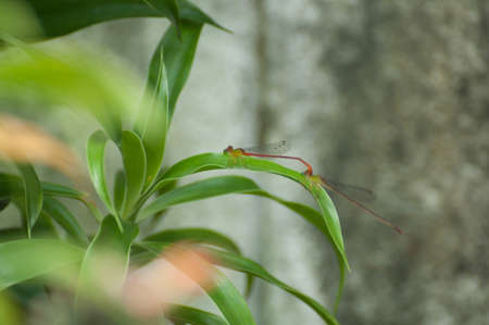 Two dragonflies mating together の写真素材