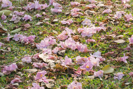 Full of pink Tabebuia flower on the ground.の写真素材