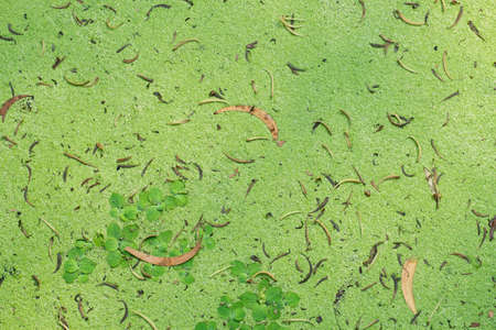 Texture of water fern wallpaper.