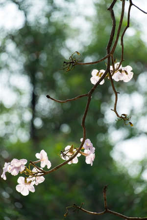 Closeup shot of pink tabebuia flower on green tree background.