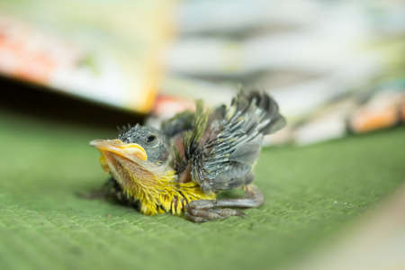 A squab of olive-backed sunbird falling from the nest.の写真素材
