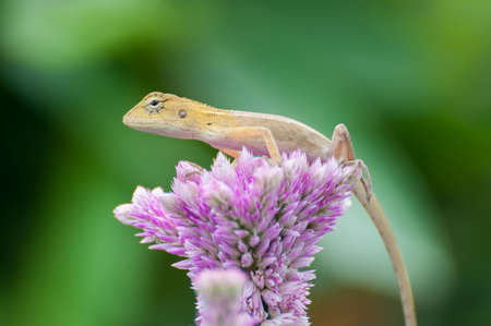 Little yellow lizard on pink Celosia argentea flower.