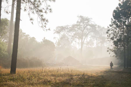 Morning sun light shines on the forest scene.の写真素材