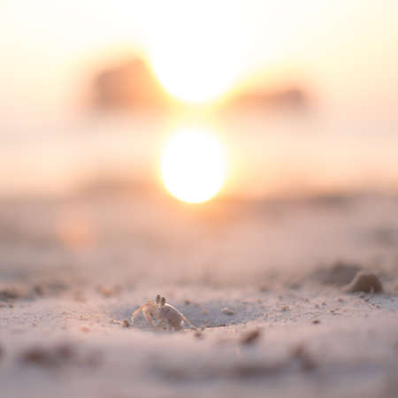 Ghost crab on the beach with sun rising scene in background.の写真素材