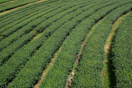 Tea farm at Singha Park Chiang Rai, Thailand.