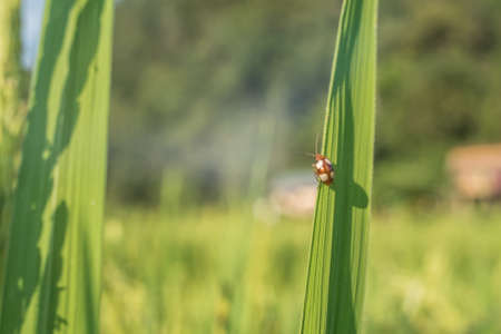 Tiny red bug is on rice plant leaf.