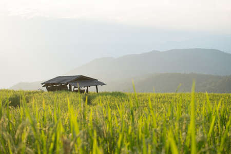 Homestay among rice terrace field in countryside at Banpabongpieng, Thailand.の写真素材