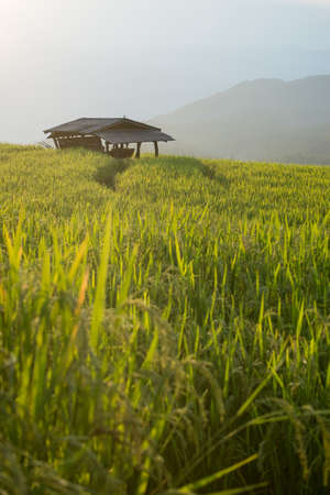 Homestay among rice terrace field in countryside at Banpabongpieng, Thailand.の写真素材