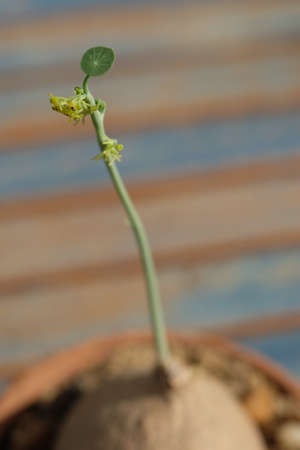 Little Stephania erecta Craib, euphorbia plant in the pot.の写真素材