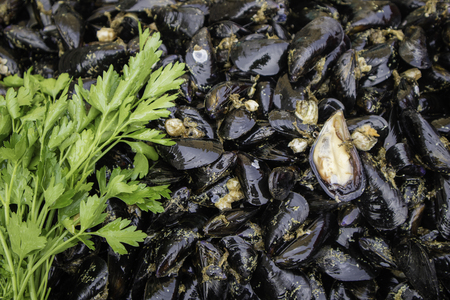 Mussel pattern with parsleyの写真素材