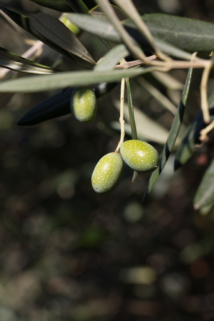 Olive branches on a dark backgroundの写真素材