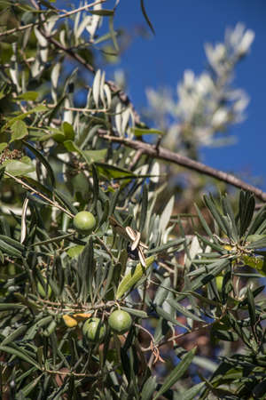 Olive branches on blue skyの写真素材
